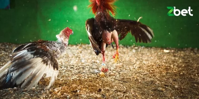 Đ&aacute; g&agrave; lu&ocirc;n thu h&uacute;t sự quan t&acirc;m của người chơi